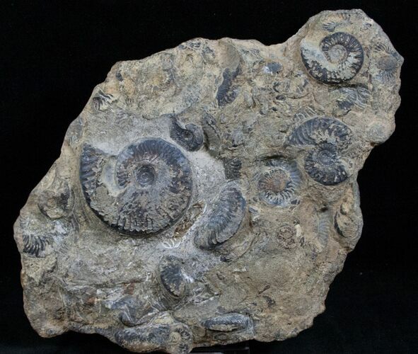Plate of Pyritized Ammonites - Oujda, Morocco #13724